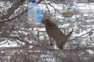 Kikensite balsu: atkaklaus katino pastangos pavogti lašinius