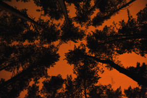 Prie naktinės parduotuvės vyrą užpuolė ir išvežė į mišką