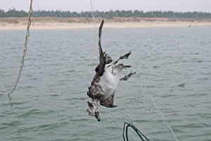 Košmaras pajūryje – negyvi krenta dešimtys tūkstančių sparnuočių