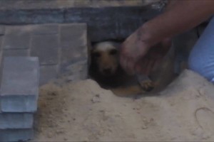Rusijoje užfiksuota širdį verianti šuns gelbėjimo operacija