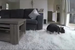 Šunį paliko vieną namuose: tai pamačiusi šeimininkė liko be žado