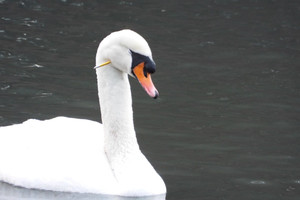 Praeivius parke pašiurpino gulbės kančia: galvoje styrojo strėlė