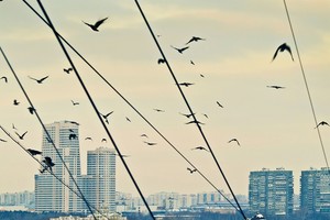 Dėl ko žūsta daugiausiai paukščių?