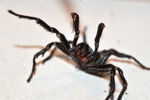 Mirtinai nuodingo voro įkąstą berniuką išgelbėjo rekordinė priešnuodžio dozė