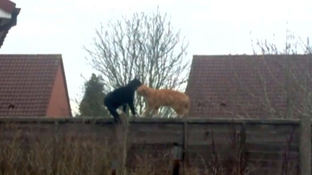 Dvi katės susitiko ant tvoros. Vaizdelį filmavęs vyras tokios pabaigos nesitikėjo
