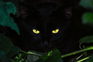 Kodėl katės akys šviečia tamsoje? Štai jums atsakymas