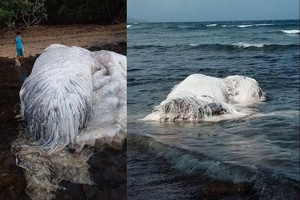 Jūra išmetė paslaptingą gauruotą monstrą. Jau žinoma, kas tai