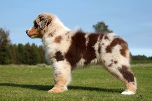 Svajonių šuo: ieškantiems idealaus keturkojo – tobulybė