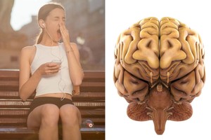 Kai gyvybė pakimba ant plauko: žiovulys gali pranašauti besiartinantį didelį pavojų