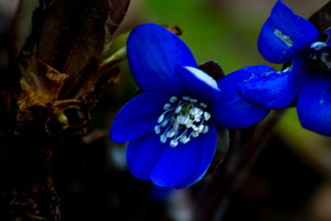 Specialistai pranešė, koks bus pavasaris. Žinios jums labai patiks