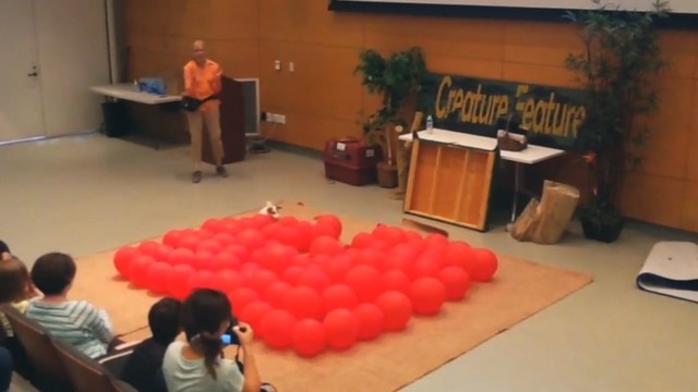 Šis šuo yra greičiausias balionų sprodintojas pasaulyje