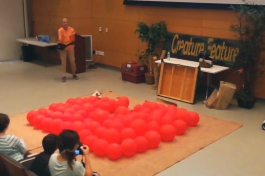 Šis šuo yra greičiausias balionų sprodintojas pasaulyje