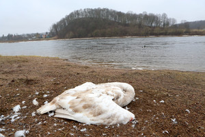 Paukščių gripas jau Lietuvoje – Kaune ties Nemunu nugaišo gulbės