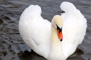 Ugniagesiai išgelbėjo Nevėžyje prišalusią gulbę