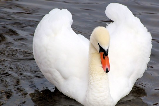 Ugniagesiai išgelbėjo Nevėžyje prišalusią gulbę
