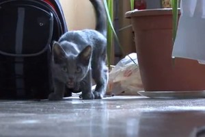 Katė žaidė su kambarine gėle. Tokios linksmybių pabaigos ji nesitikėjo