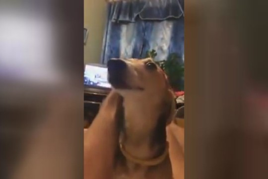 Išgirdę šio šuns urzgimą nukrisite nuo kėdės