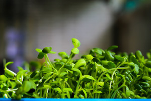 Vitaminai ant palangės: 10 žingsnių, kaip daiginti saulėgrąžų sėklas