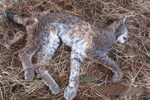 Vilkaviškio rajone automobilio sužalota lūšis nugaišo iš bado