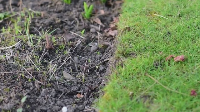Veja lyg žalias kilimas: kaip tokią įsirengti sau?