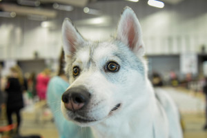 Į sostinę atvežė gražiausius šunis iš visos Europos