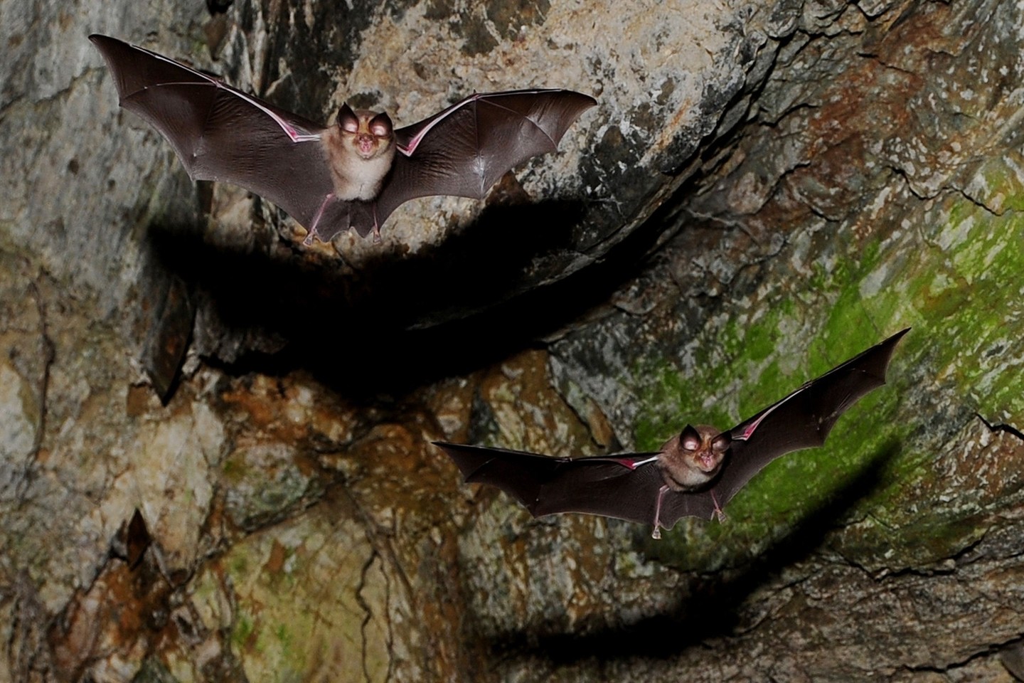 Rodrigas daug laiko praleidžia įvairiuose šikšnosparnių urvuose.<br>AFP/Scanpix nuotr.