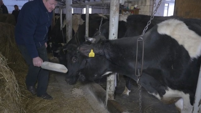 Ūkininkas: probiotikai karvėms padeda atpiginti pieno savikainą
