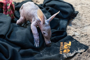 Lenkijoje pasaulį išvydo vamzdžiadantis