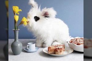 Žaviausi interneto triušiai, kurie populiarumu lenkia net kates