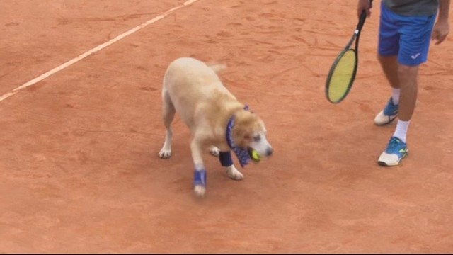 Neįtikėtinas eksperimentas: šunys tenisininkams padavinėjo kamuoliukus
