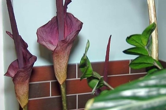 Kupiškėnų namuose pražydo net 3 lavongėlės