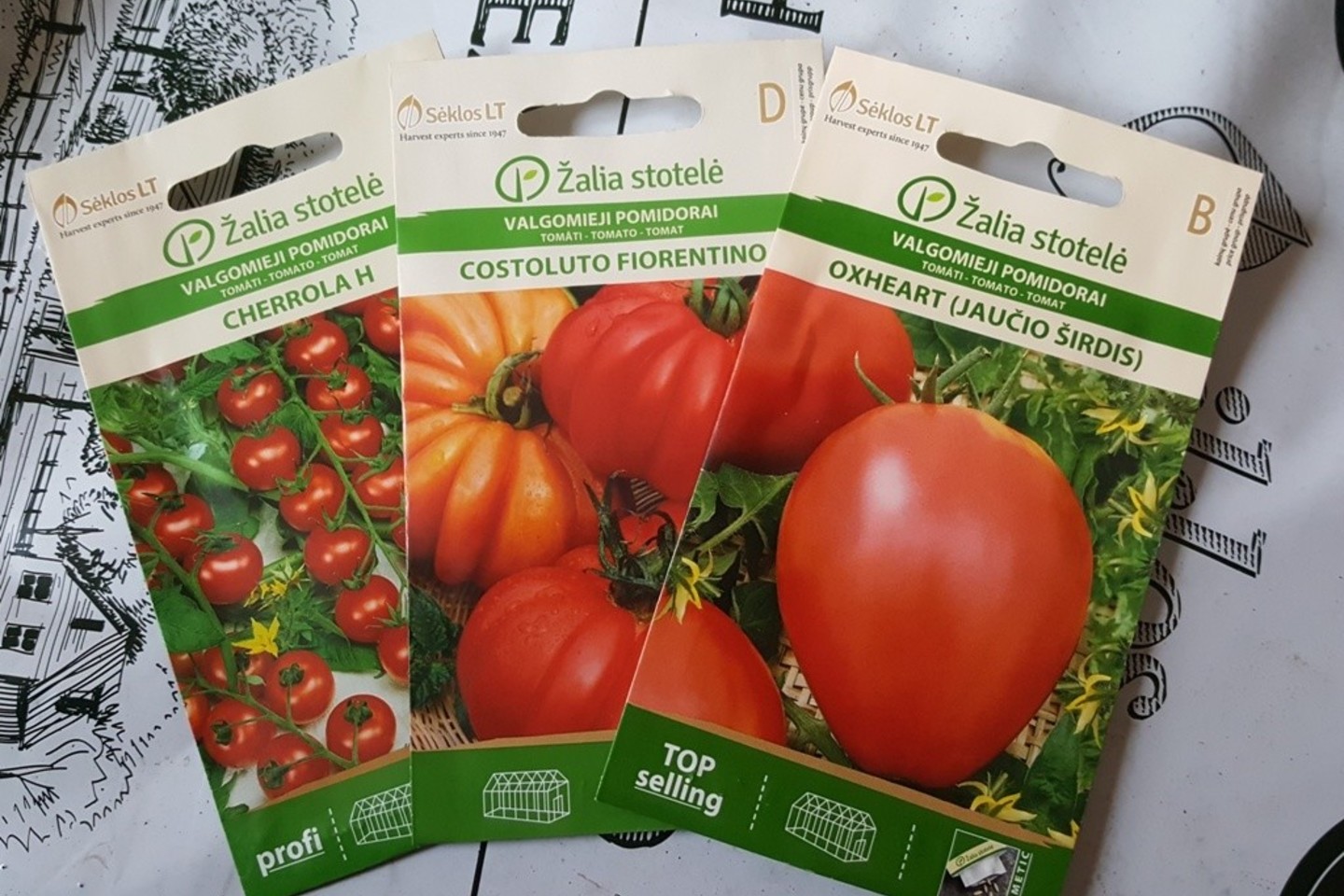 Vizualiai indeterminantiniai pomidorai panašūs į vijoklius: leidžiame jiems augti į viršų iki mūsų nustatytos ribos, jiems būtinos atramos ir parišimai.<br>L.Liubertaitės nuotr.