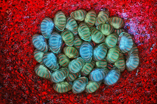 Vaizdai pro mikroskopą nustebino vyrą: tai yra ir jūsų namuose?