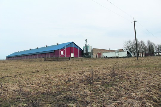 Abejotini paukštyno planai