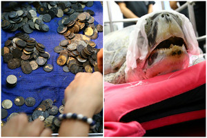 5 kg radinį vėžlio pilve aptikę veterinarai nepatikėjo savo akimis