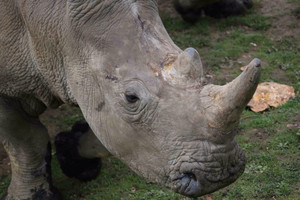 Netikėtas įžūlumas: į Paryžiaus zoologijos sodą įsilaužę brakonieriai nudobė raganosį