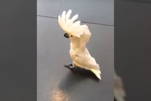 Iš juoko paskaus pilvą: lojanti papūga tobulai nukopijavo šuns balsą