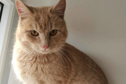 Sesers netekęs kačiukas liko vienui vienas: dabar jis turi prašymą