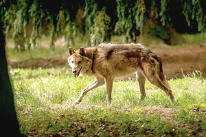 Dėl bebaimių plėšrūnų suomiai skambina pavojaus varpais