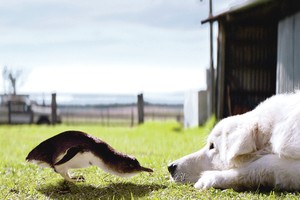 Mažiausius pasaulio pingvinus sergi šunys