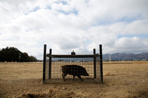 Į namus sugrįžtantys Fukušimos gyventojai šernų bijo labiau už radiaciją