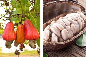 Štai kaip atrodė vaisiai ir prieskoniai, kol neatsidūrė ant jūsų stalo