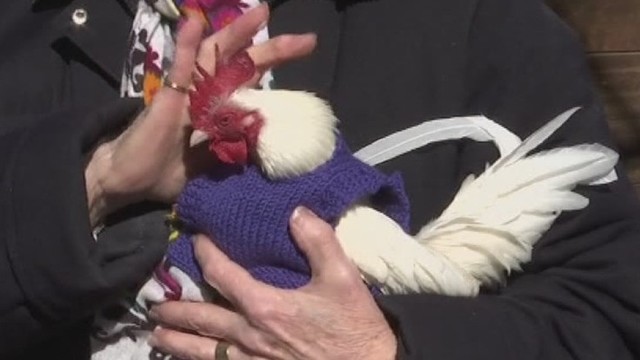 Bostone į pensiją išėjusios moterys vištas rengia megztiniais