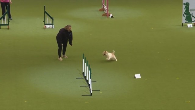 Šuo vikrumo varžybose prajuokino pilną areną žmonių
