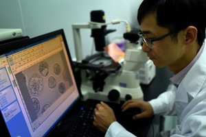 Pirmieji CRISPR genų redagavimo rezultatai žada revoliuciją