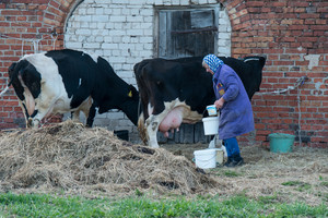 Rusija pristigo pieno – naudoja keisčiausius pakaitalus