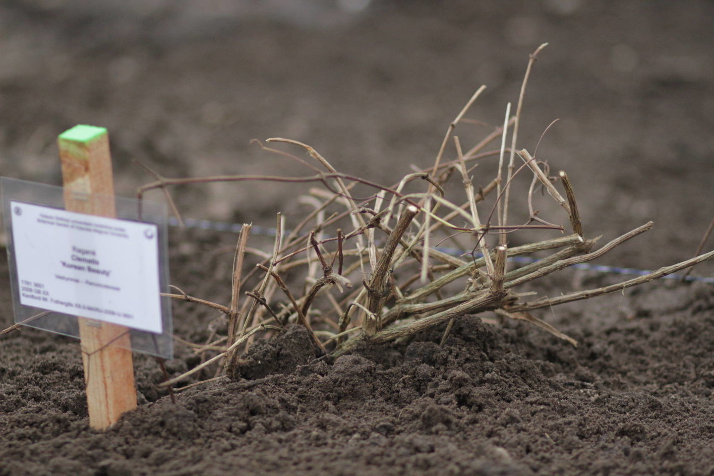 Pasak botanikos sodo specialistų, laukinių raganių auginimas nėra sudėtingas, tačiau reikalauja priežiūros.<br>VDU ir Wikipedia nuotr.