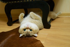 Liūdnų akių katinas savo išvaizda pavergė tūkstančius širdžių