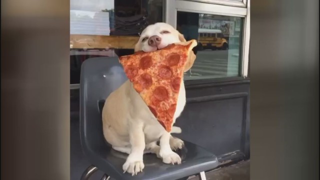 Facebook'ą per parą užkariavo šuo dievinantis picą