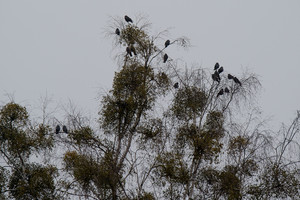 Varnos tapo mažeikiškių galvos skausmu
